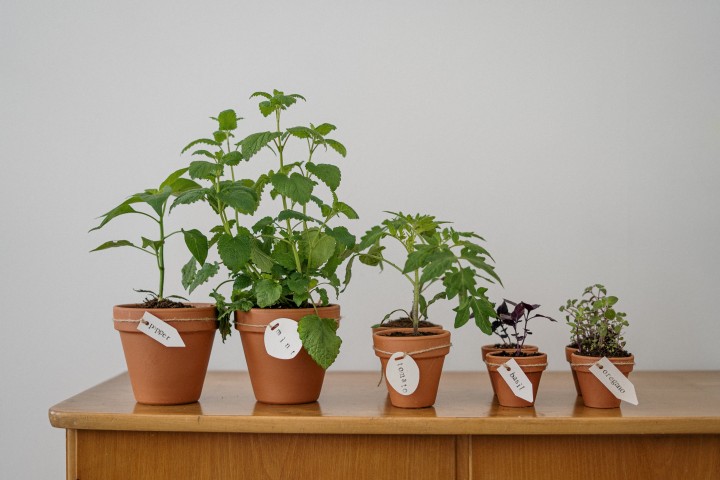 Conseils pour cultiver des plantes d'intérieur d'intérieur dans des conditions de faible luminosité