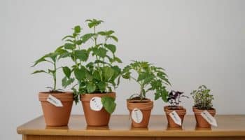 Demenagement Comment utiliser Grow Indoor Houseplants dans des conditions de