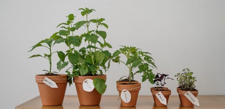 Demenagement Comment utiliser Grow Indoor Houseplants dans des conditions de