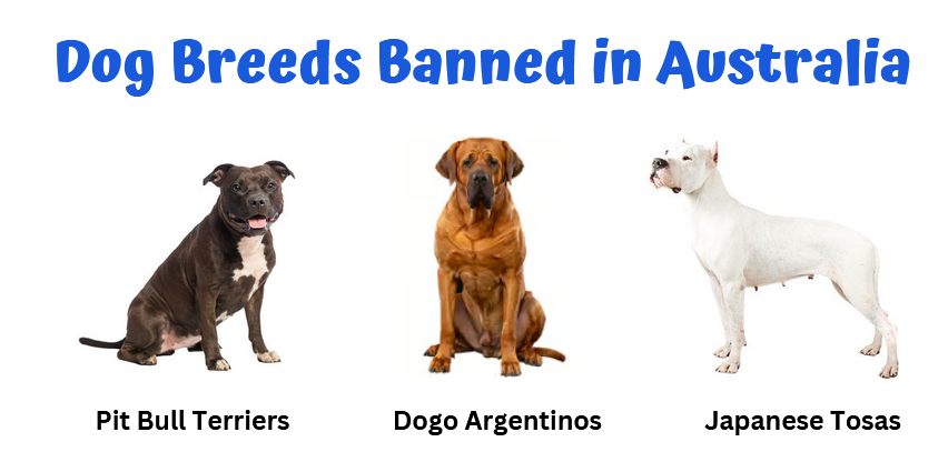 Races de chiens interdites en Australie